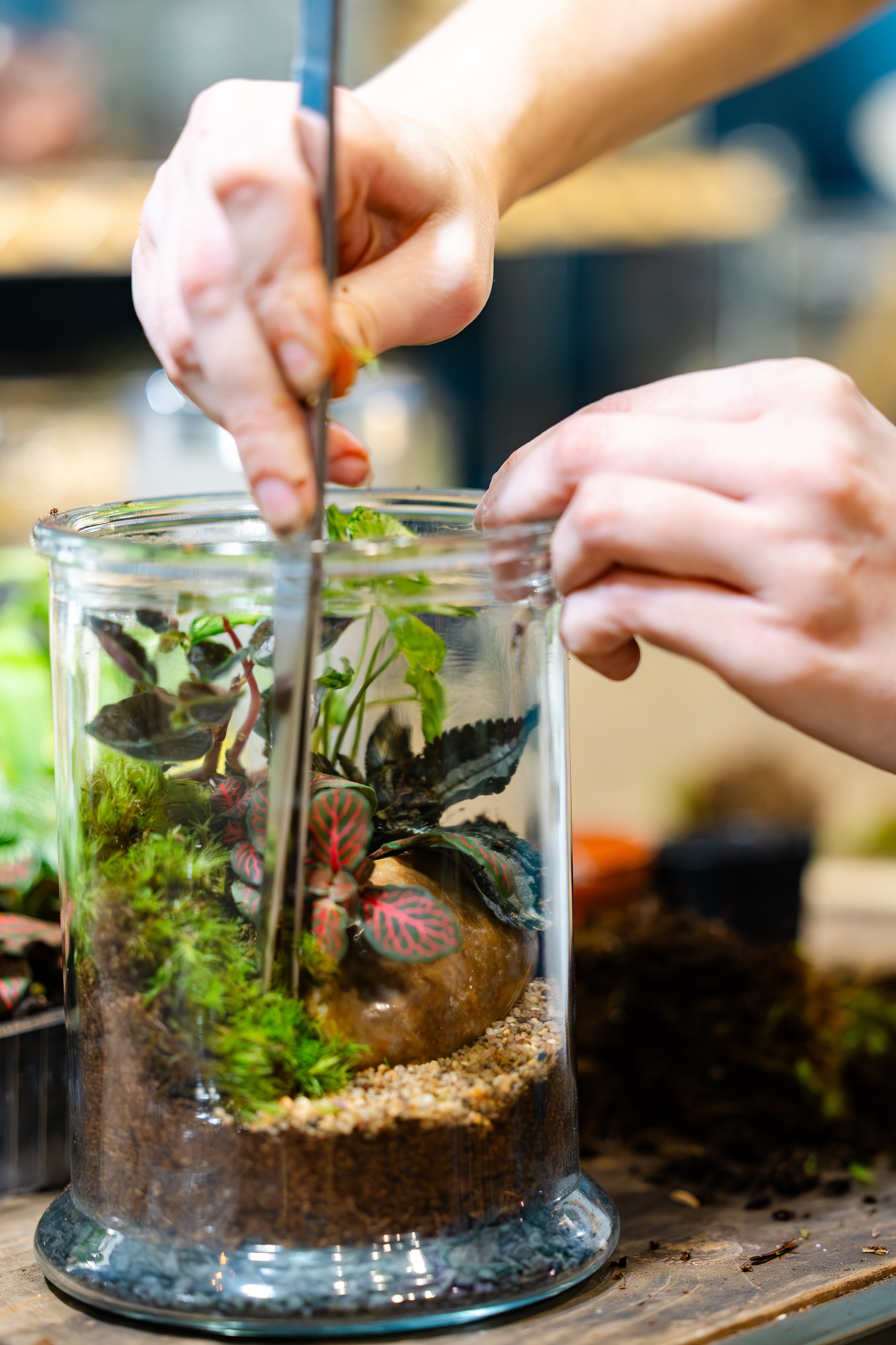 Terrarium Plant House in Tomball, Texas — photo 3 of 3